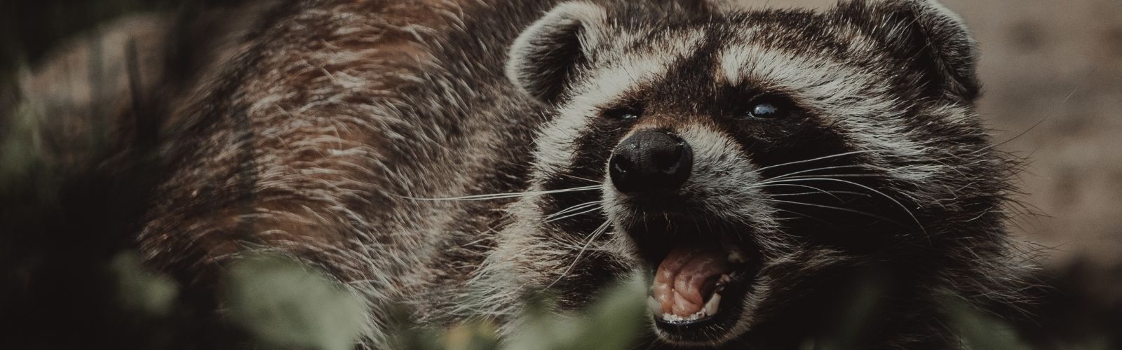 Ann Arbor Raccoon Removal