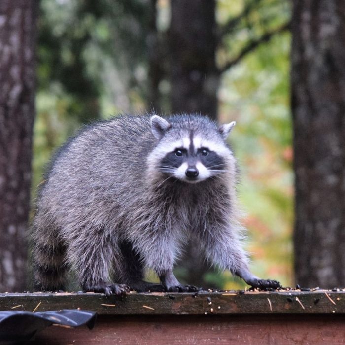 Raccoon Removal Ann Arbor