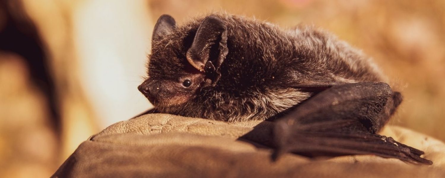 Bat-Removal-in-AnnArbor