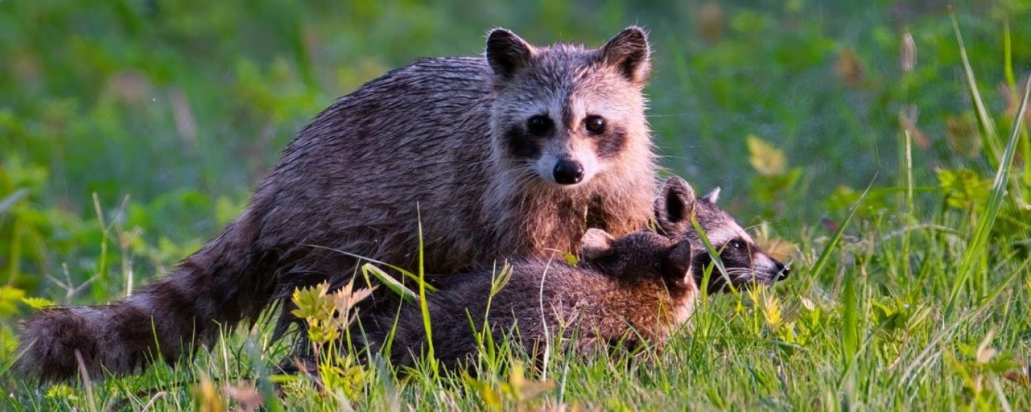 Wildlife-Removal-in-Fowlerville-MI Wildlife-Removal-in-Fowlerville-MI