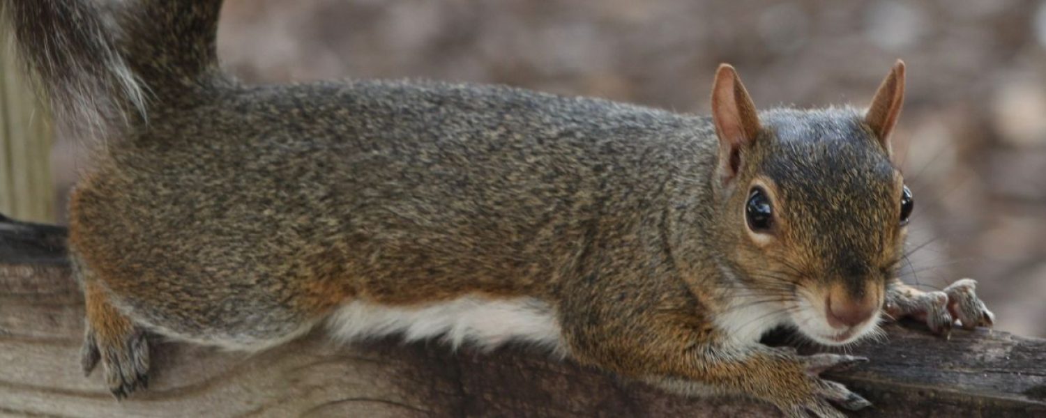 Squirrel Removal in Ann Arbor - Free Estimate