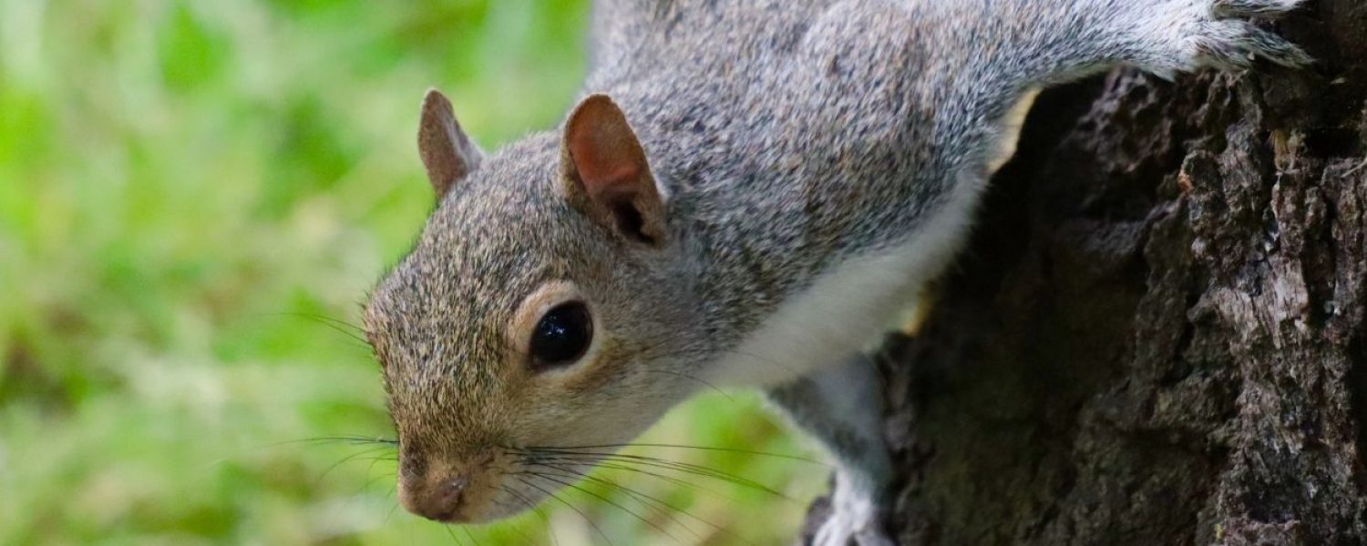Wildlife-Removal-in-Howell-MI.jpg Wildlife-Removal-in-Howell-MI.jpg