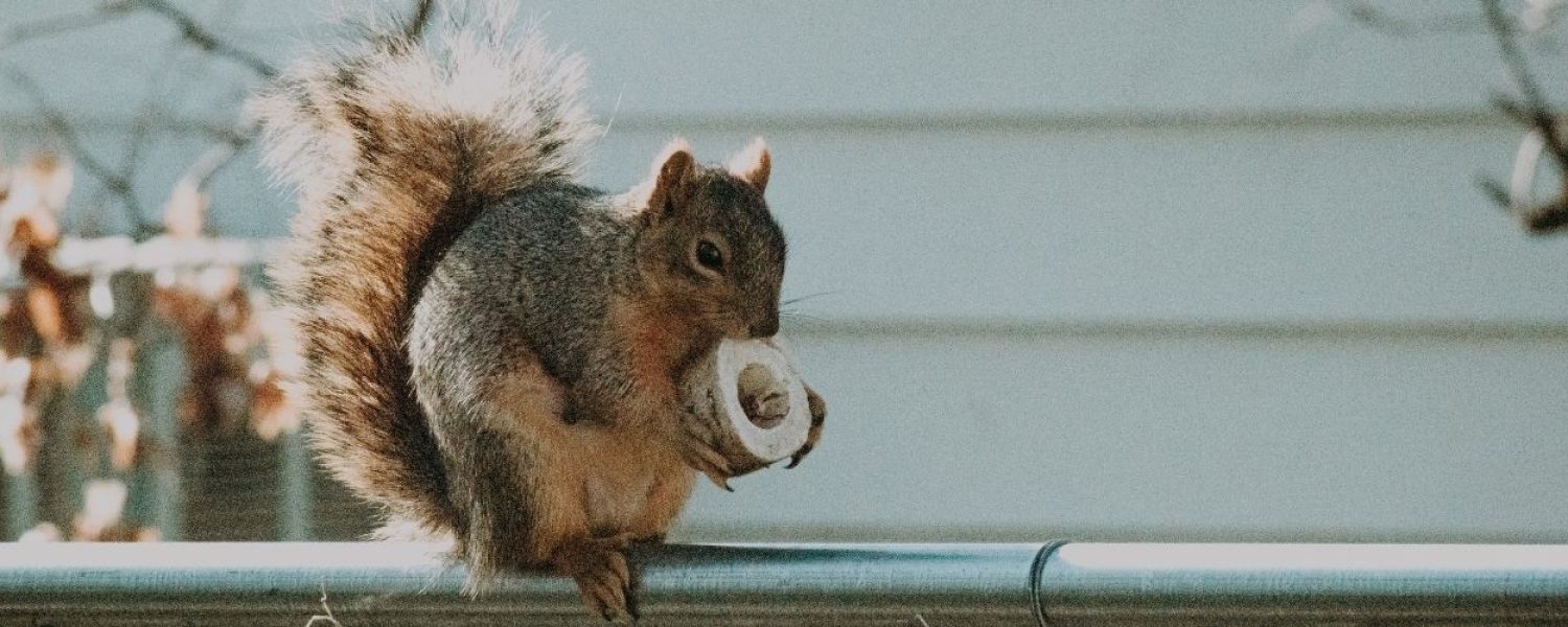 Wildlife-Removal-in-White-Lake-MI.jpg